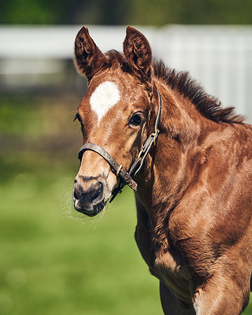 NATIONAL-STUD-TIM-FOAL-DJ-2334