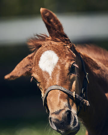 NATIONAL-STUD-TIM-FOAL-DJ-2340