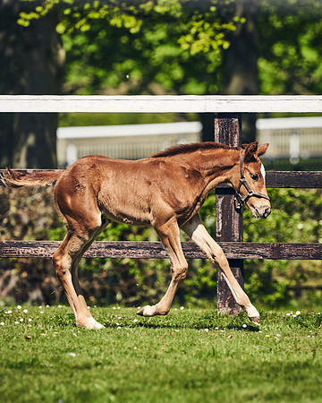 NATIONAL-STUD-TIM-FOAL-DJ-2355