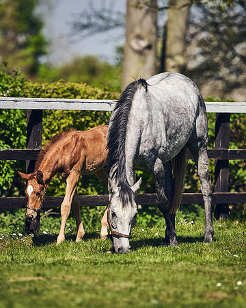 NATIONAL-STUD-TIM-FOAL-DJ-2366