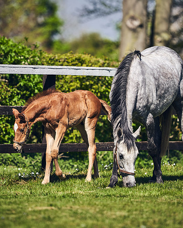 NATIONAL-STUD-TIM-FOAL-DJ-2367
