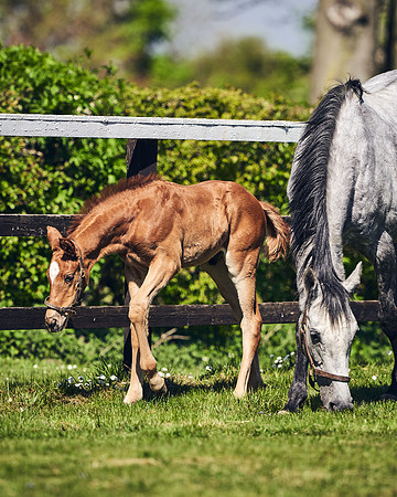 NATIONAL-STUD-TIM-FOAL-DJ-2368