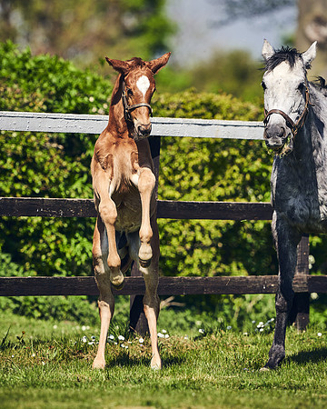NATIONAL-STUD-TIM-FOAL-DJ-2375