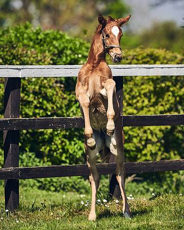 NATIONAL-STUD-TIM-FOAL-DJ-2376