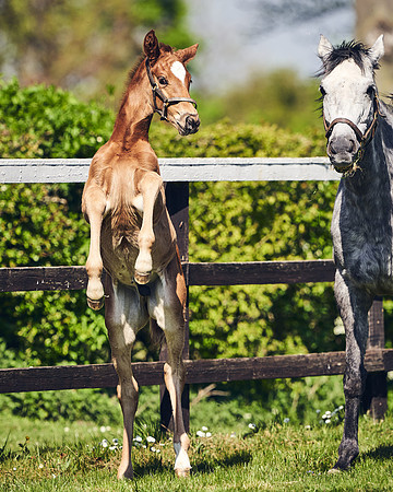 NATIONAL-STUD-TIM-FOAL-DJ-2377