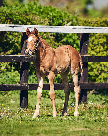NATIONAL-STUD-TIM-FOAL-DJ-2390