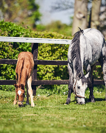 NATIONAL-STUD-TIM-FOAL-DJ-2413