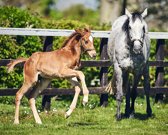 NATIONAL-STUD-TIM-FOAL-DJ-2420