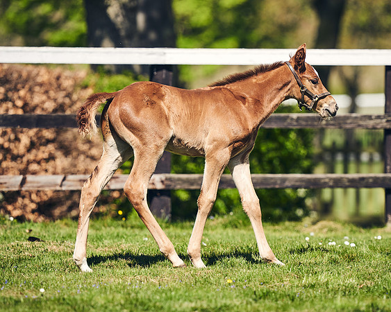 NATIONAL-STUD-TIM-FOAL-DJ-2435