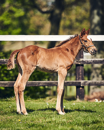 NATIONAL-STUD-TIM-FOAL-DJ-2443