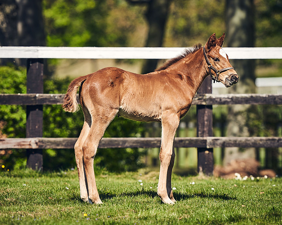 NATIONAL-STUD-TIM-FOAL-DJ-2445