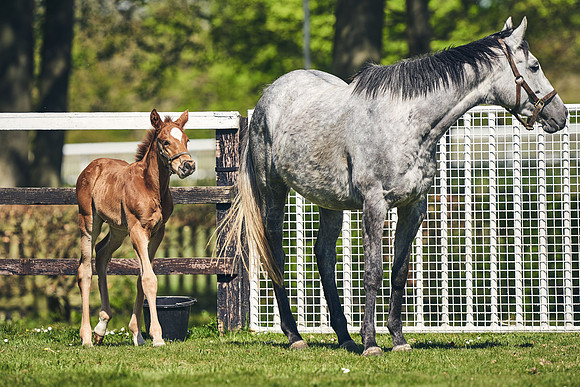 NATIONAL-STUD-TIM-FOAL-DJ-2457