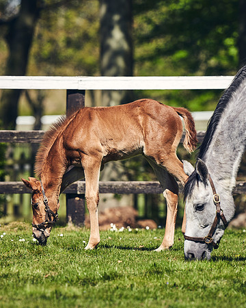 NATIONAL-STUD-TIM-FOAL-DJ-2479