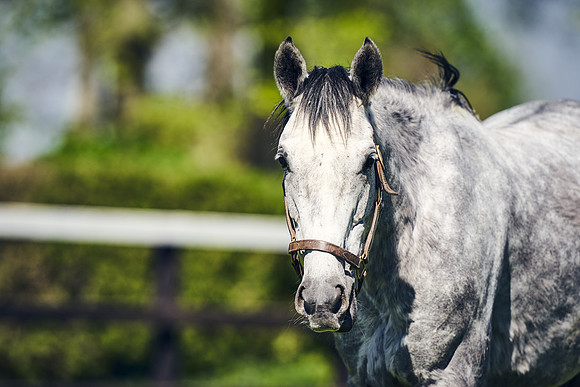 NATIONAL-STUD-TIM-FOAL-DJ-2521