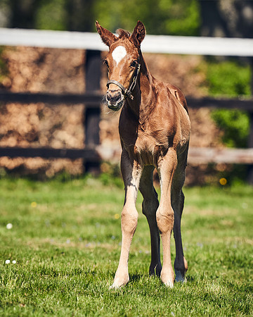 NATIONAL-STUD-TIM-FOAL-DJ-2526