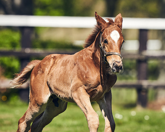 NATIONAL-STUD-TIM-FOAL-DJ-2534