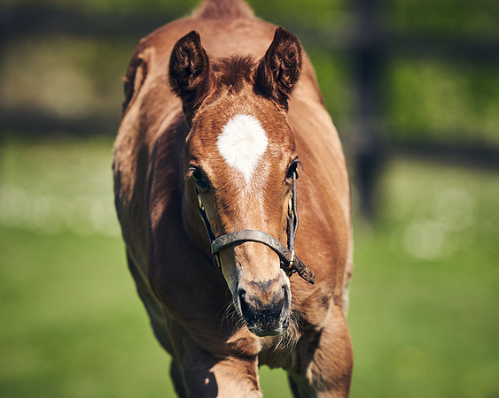 NATIONAL-STUD-TIM-FOAL-DJ-2548