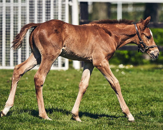 NATIONAL-STUD-TIM-FOAL-DJ-2559