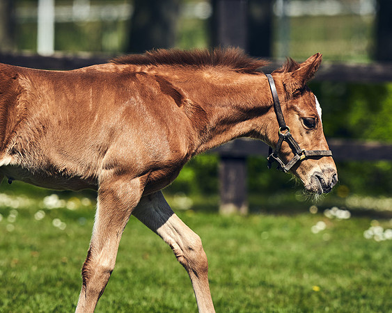 NATIONAL-STUD-TIM-FOAL-DJ-2562