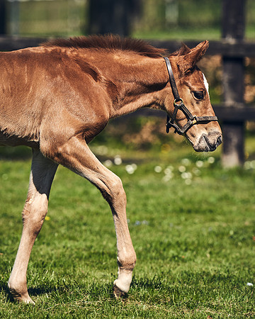NATIONAL-STUD-TIM-FOAL-DJ-2565