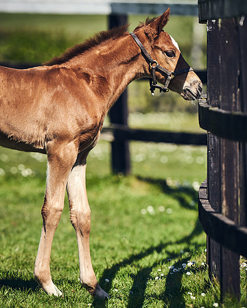 NATIONAL-STUD-TIM-FOAL-DJ-2575