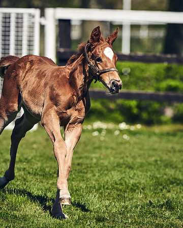 NATIONAL-STUD-TIM-FOAL-DJ-2649