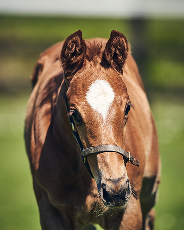 NATIONAL-STUD-TIM-FOAL-DJ-2661
