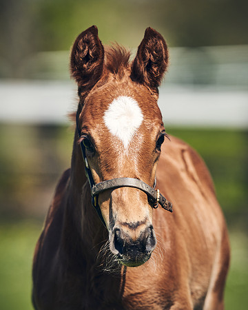 NATIONAL-STUD-TIM-FOAL-DJ-2663
