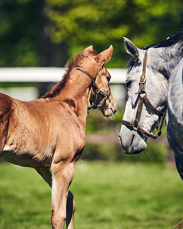 NATIONAL-STUD-TIM-FOAL-DJ-2680