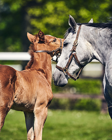 NATIONAL-STUD-TIM-FOAL-DJ-2686