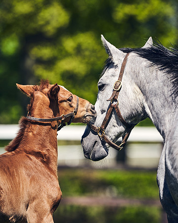 NATIONAL-STUD-TIM-FOAL-DJ-2691