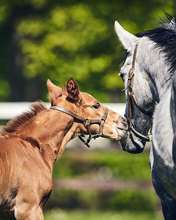 NATIONAL-STUD-TIM-FOAL-DJ-2695