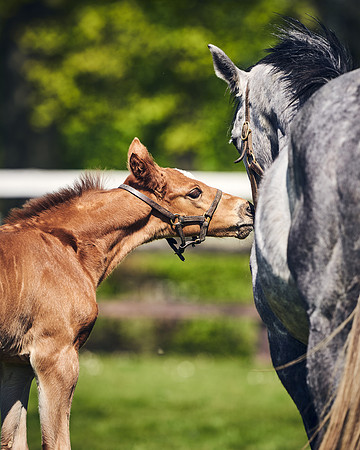 NATIONAL-STUD-TIM-FOAL-DJ-2698