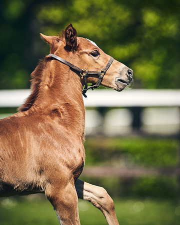 NATIONAL-STUD-TIM-FOAL-DJ-2702