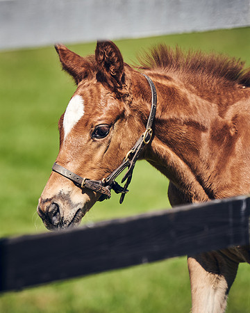 NATIONAL-STUD-TIM-FOAL-DJ-2736