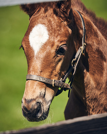 NATIONAL-STUD-TIM-FOAL-DJ-2743