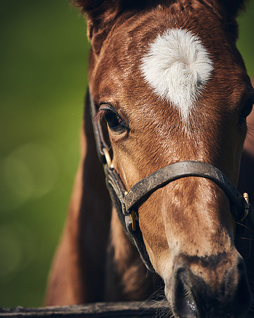 NATIONAL-STUD-TIM-FOAL-DJ-2761