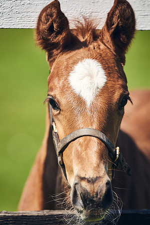 NATIONAL-STUD-TIM-FOAL-DJ-2766