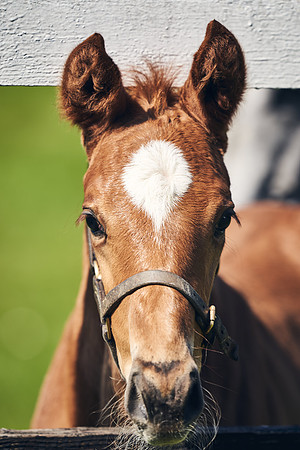 NATIONAL-STUD-TIM-FOAL-DJ-2773