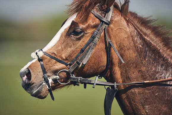 NEWMARKET-GALLOPS-22nd-APRIL-DJ-4360
