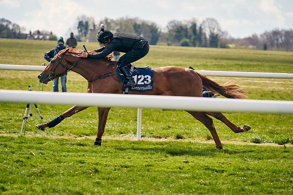 2021-04-12-Dominic-James-Craven-Breeze-Up-Sales-0911