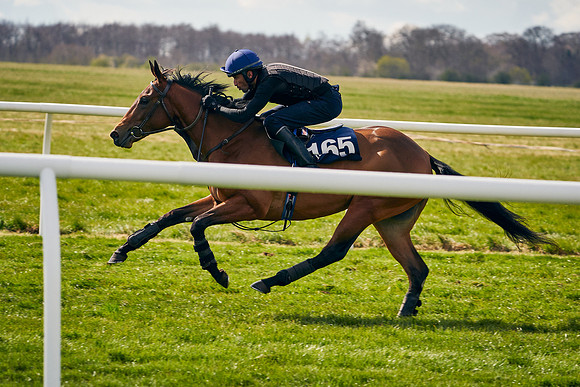 2021-04-12-Dominic-James-Craven-Breeze-Up-Sales-0919