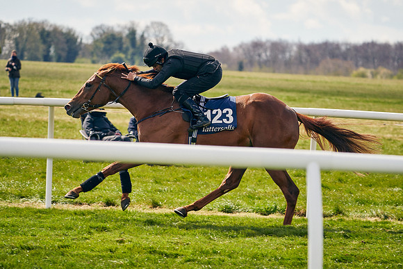 2021-04-12-Dominic-James-Craven-Breeze-Up-Sales-0909