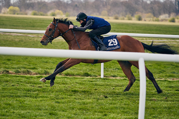 2021-04-12-Dominic-James-Craven-Breeze-Up-Sales-0894