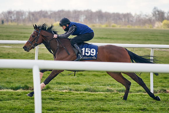 2021-04-12-Dominic-James-Craven-Breeze-Up-Sales-1066