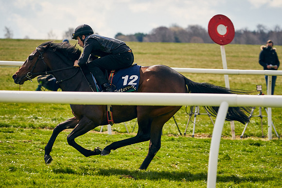 2021-04-12-Dominic-James-Craven-Breeze-Up-Sales-0874