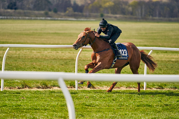 2021-04-12-Dominic-James-Craven-Breeze-Up-Sales-0904