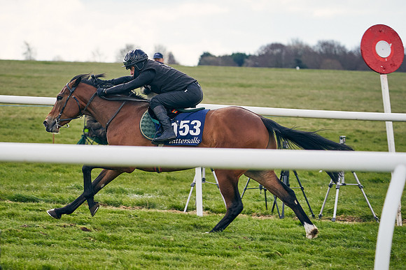 2021-04-12-Dominic-James-Craven-Breeze-Up-Sales-0944
