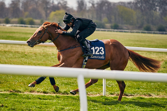 2021-04-12-Dominic-James-Craven-Breeze-Up-Sales-0906