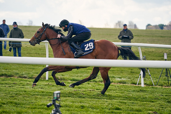 2021-04-12-Dominic-James-Craven-Breeze-Up-Sales-0901